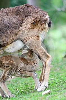 Cute young cub of moufflon is eating drinking milk from his mother, Slovakia