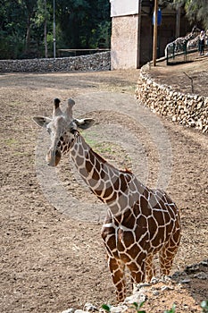 Cute young curious giraffe in his aviary