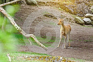 Cute Young Deer Posing For Photo in the Zoo