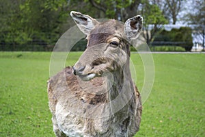 Cute young deer stands alone