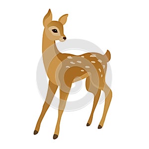 Cute young deer photo