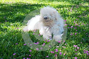 Cute young dog Komondor