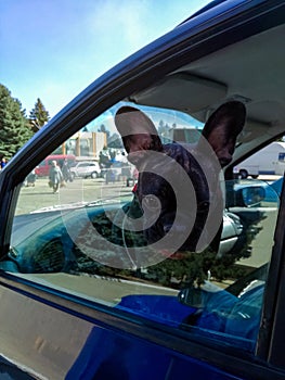 Cute young dog looks out of car window. Close-up.