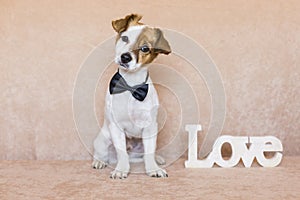 Cute young dog over brown background wearing a bowtie. LOVE word