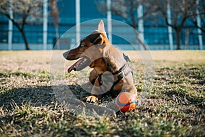 Cute young dog panting with his tongue on a sunny day while sitting on a meadow. Education, agility and playful dog concept
