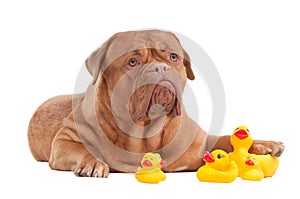 Cute young dog playing with yellow ducks