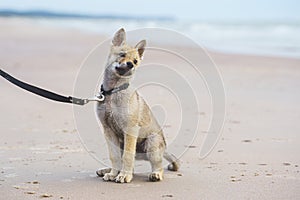Cute young dog puppy at the beach. Czechoslovakian wolfdog playing. Little wolf dog