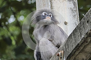 Cute young dusky leaf monkey sits on a pole and is sad