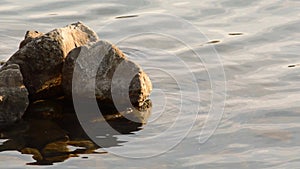 Cute young eurasian coot chick hiding