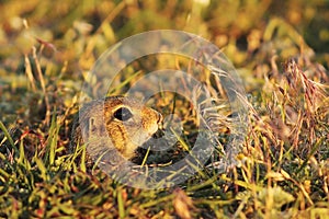 Cute young european ground squirrel