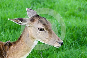 Cute young fallow deer