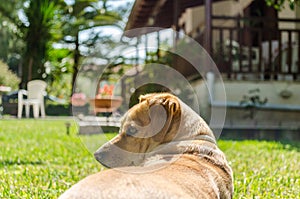 Cute Young Female Dog Relax and Enjoys the Sun. Kokoni Greek Breed Being Lazy on the Grass of the House`s Yard.