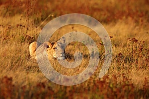 Nice and cute young female lioness Panthera leo resting in the afternoon in the setting sun on the savannah