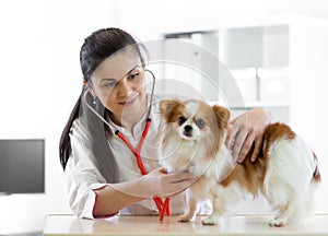 Cute young female veterinarian doctor using stethoscope listening to the heartbeat of a terrier canine dog at the vet