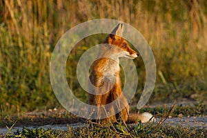 Cute young fox cub on the grass background. One. Evening light.
