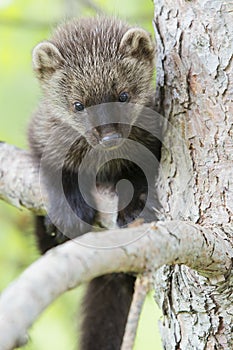 A cute young fisher in tree