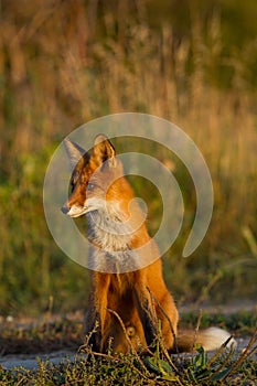 Cute young fox cub on the grass background. One. Evening light.