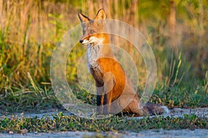 Cute young fox cub on the grass background. One. Evening light. Wild nature. Animals