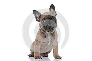 Cute young french bulldog wearing collar and looking to side