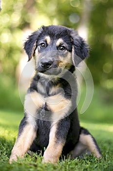 A cute young German Shepherd mixed breed puppy