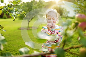 Cute young girl harvesting apples in apple tree orchard in summer day. Child picking fruits in a garden. Fresh healthy food for