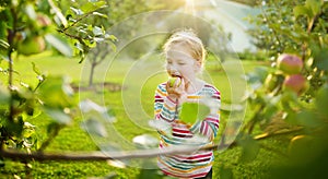 Cute young girl harvesting apples in apple tree orchard in summer day. Child picking fruits in a garden. Fresh healthy food for