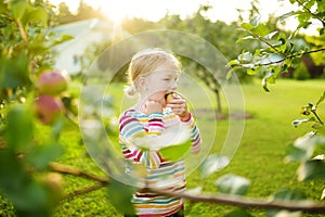 Cute young girl harvesting apples in apple tree orchard in summer day. Child picking fruits in a garden. Fresh healthy food for