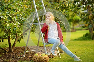 Cute young girl harvesting apples in apple tree orchard in summer day. Child picking fruits in a garden. Fresh healthy food for