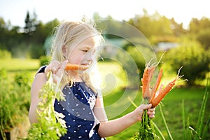 Cute young girl holding a bunch of fresh organic carrots. Child harvesting vegetables in a garden. Fresh healthy food for small