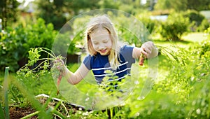 Cute young girl holding a bunch of fresh organic carrots. Child harvesting vegetables in a garden. Fresh healthy food for small