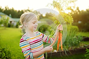 Cute young girl holding a bunch of fresh organic carrots. Child harvesting vegetables in a garden. Fresh healthy food for small