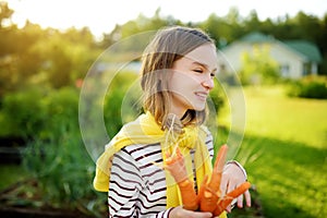 Cute young girl holding a bunch of fresh organic carrots. Child harvesting vegetables in a garden. Fresh healthy food for small