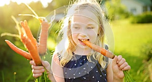 Cute young girl holding a bunch of fresh organic carrots. Child harvesting vegetables in a garden. Fresh healthy food for small