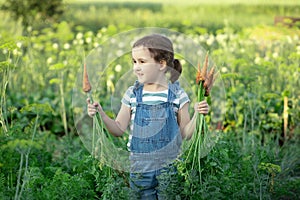 Cute young girl holding a bunch of fresh organic carrots in a garden or farm, harvesting vegetables. Agriculture, local business