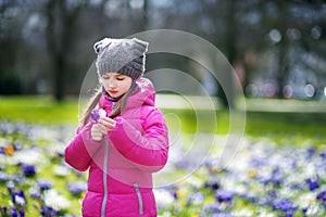 Cute young girl picking crocus flowers on beautiful blooming crocus meadow