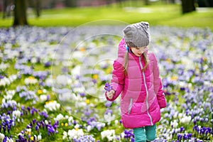 Cute young girl picking crocus flowers on beautiful blooming crocus meadow on early spring