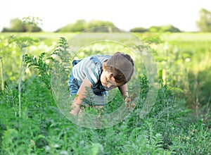 Cute young girl picking fresh organic carrots in a garden or farm, harvesting vegetables. Agriculture, local business and healthy