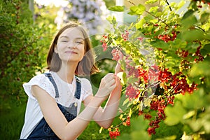 Cute young girl picking red currants in a garden on warm and sunny summer day. Fresh healthy organic food for small kids