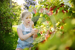 Cute young girl picking red currants in a garden on warm and sunny summer day. Fresh healthy organic food for small kids