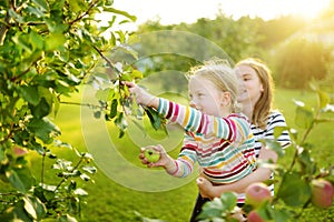 Cute young girls harvesting apples in apple tree orchard in summer day. Children picking fruits in a garden. Fresh healthy food