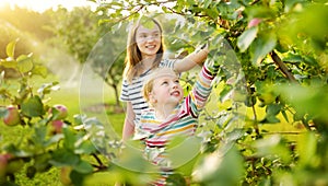 Cute young girls harvesting apples in apple tree orchard in summer day. Children picking fruits in a garden. Fresh healthy food