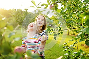 Cute young girls harvesting apples in apple tree orchard in summer day. Children picking fruits in a garden. Fresh healthy food