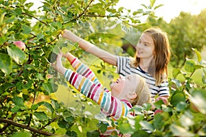 Cute young girls harvesting apples in apple tree orchard in summer day. Children picking fruits in a garden. Fresh healthy food