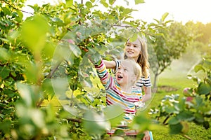 Cute young girls harvesting apples in apple tree orchard in summer day. Children picking fruits in a garden. Fresh healthy food