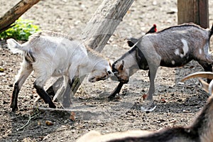 Cute young goats playing on animal farm