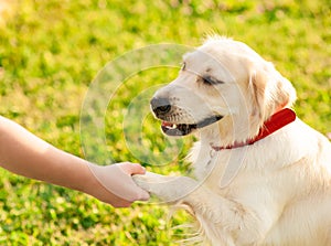 Cute young golden retriever dog giving a paw