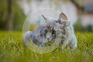 Cute young gray cat hiding deep in the green grass and looking around. Cute little cat on a home garden or patio