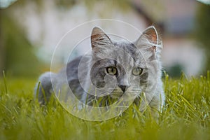 Cute young gray cat hiding deep in the green grass and looking around. Cute little cat on a home garden or patio