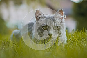 Cute young gray cat hiding deep in the green grass and looking around. Cute little cat on a home garden or patio