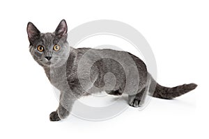 Young Gray Kitty Walking Forward